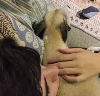 Illustration de l'article : Une femme se glisse dans la peau d’un chien pendant une journée et partage ce que cette expérience lui a appris