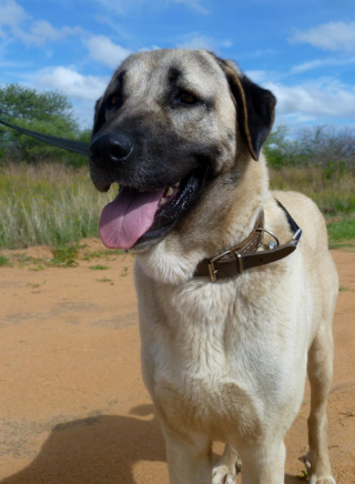 Illustration de l'article : Des dizaines de Bergers d’Anatolie envoyés en Afrique du Sud pour protéger les troupeaux et leurs proies