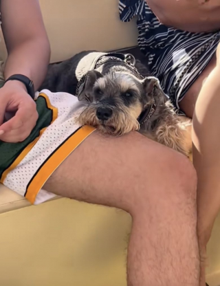 Illustration de l'article : Sourd et âgé, cet adorable toutou profite d’une belle balade en bateau en parcourant le monde avec son maître (vidéo)