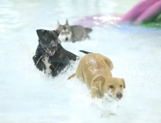 Illustration de l'article : Des dizaines de chiens se réunissent dans un parc aquatique à l’occasion d’un événement spécial (vidéo)