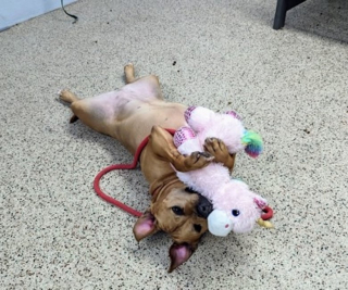 Illustration de l'article : Cette chienne de refuge fan de peluches esp&egrave;re trouver une famille pour la vie