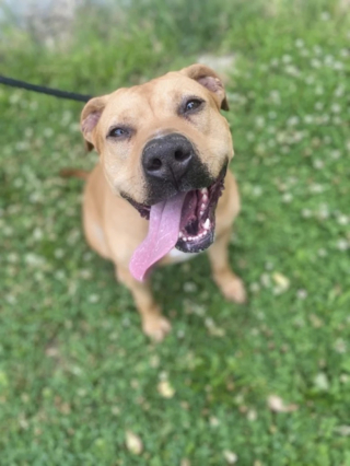 Illustration de l'article : Cette chienne de refuge fan de peluches esp&egrave;re trouver une famille pour la vie