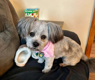 Illustration de l'article : Une femme rencontre une chienne en détresse couverte de boue et décide de lui venir en aide