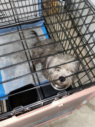 Illustration de l'article : Une femme rencontre une chienne en détresse couverte de boue et décide de lui venir en aide