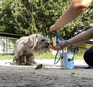Illustration de l'article : Une femme rencontre une chienne en détresse couverte de boue et décide de lui venir en aide