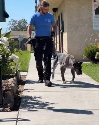 Illustration de l'article : Affamée, cette chienne a été retrouvée avec de nombreux corps étrangers dans l’estomac