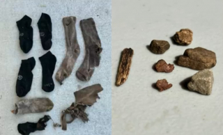 Illustration de l'article : Affamée, cette chienne a été retrouvée avec de nombreux corps étrangers dans l’estomac