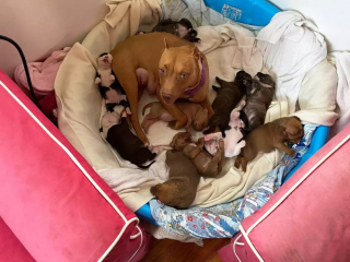 Illustration de l'article : En famille d’accueil depuis 3 ans, cette chienne finit par être adoptée après avoir materné des dizaines de chiots