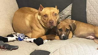 Illustration de l'article : En famille d’accueil depuis 3 ans, cette chienne finit par être adoptée après avoir materné des dizaines de chiots
