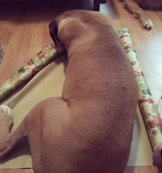 Illustration de l'article : 12 chiens qui savent très bien comment capter l’attention de leurs propriétaires