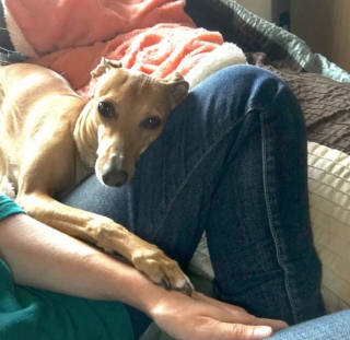 Illustration de l'article : 12 chiens qui savent très bien comment capter l’attention de leurs propriétaires