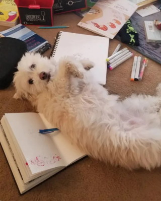 Illustration de l'article : 12 chiens qui savent très bien comment capter l’attention de leurs propriétaires