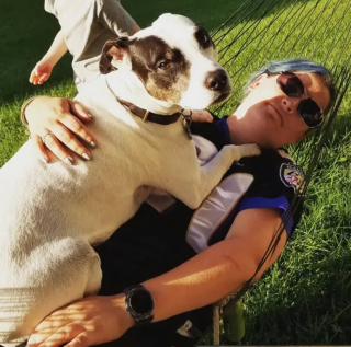 Illustration de l'article : 12 chiens qui savent très bien comment capter l’attention de leurs propriétaires