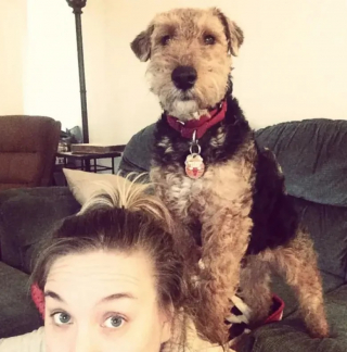 Illustration de l'article : 12 chiens qui savent très bien comment capter l’attention de leurs propriétaires