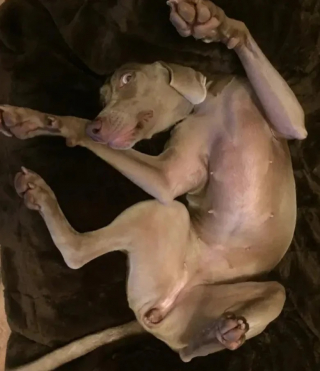 Illustration de l'article : 12 chiens qui savent très bien comment capter l’attention de leurs propriétaires