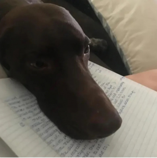 Illustration de l'article : 12 chiens qui savent très bien comment capter l’attention de leurs propriétaires