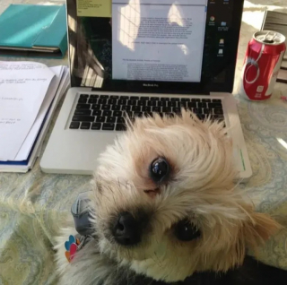 Illustration de l'article : 12 chiens qui savent très bien comment capter l’attention de leurs propriétaires