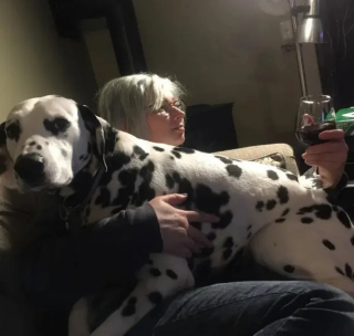 Illustration de l'article : 12 chiens qui savent très bien comment capter l’attention de leurs propriétaires