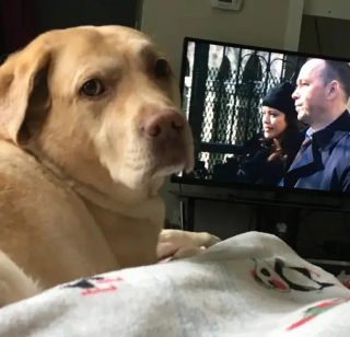 Illustration de l'article : 12 chiens qui savent très bien comment capter l’attention de leurs propriétaires