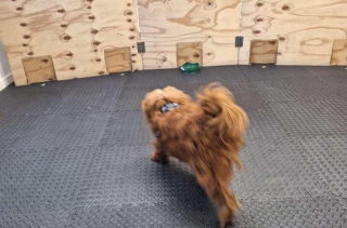 Illustration de l'article : D’après une étude, le stress a une odeur que les chiens peuvent sentir et qui modifie leur comportement