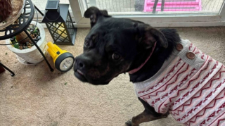 Illustration de l'article : Cette Pitbull à la tête unique en son genre ne trouvait aucune famille pour l’aimer, jusqu’à ce qu’elle fasse une rencontre décisive