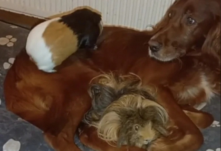 Illustration de l'article : Ce chien adorable veille sur des cochons d’Inde comme un véritable père protecteur (vidéo)