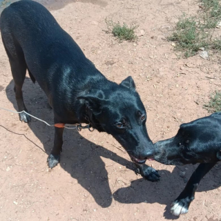 Illustration de l'article : Cette chienne de refuge malchanceuse retrouve enfin le sourire grâce à une promenade en extérieur (vidéo)