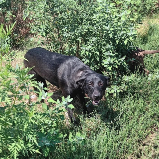 Illustration de l'article : Cette chienne de refuge malchanceuse retrouve enfin le sourire grâce à une promenade en extérieur (vidéo)