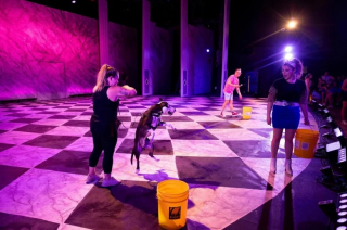 Illustration de l'article : Ce chien de refuge sans famille depuis 3 ans devient la star d’une pièce de théâtre lors d’un événement d’adoption