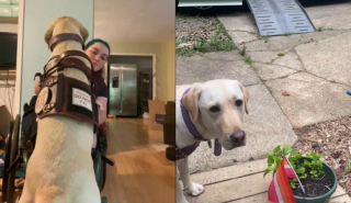 Illustration de l'article : Cette chienne d’assistance s’amuse avec ses amis durant un événement spécial (vidéo)