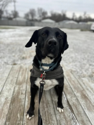 Illustration de l'article : Ce chien placé en refuge depuis 458 jours devient fou de joie après l’annonce d’une bonne nouvelle (vidéo)