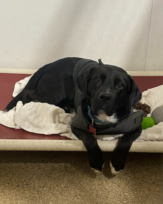 Illustration de l'article : Ce chien placé en refuge depuis 458 jours devient fou de joie après l’annonce d’une bonne nouvelle (vidéo)