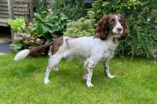 Illustration de l'article : Cette chienne affamée a été sauvée in extremis et profite désormais d’une nouvelle vie