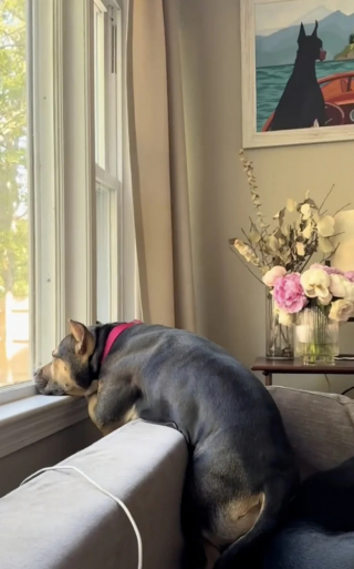 Illustration de l'article : Cette chienne de refuge récemment adoptée guette à la fenêtre le retour de son maître (vidéo)