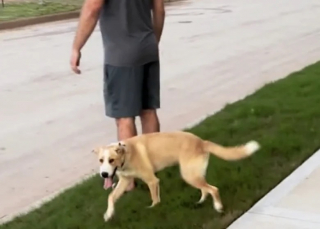 Illustration de l'article : Lors d’une promenade, un couple découvre qu’il est suivi par un chien errant au comportement surprenant (vidéo)