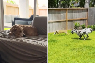 Illustration de l'article : Lors d’une promenade, un couple découvre qu’il est suivi par un chien errant au comportement surprenant (vidéo)