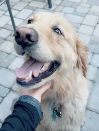 Illustration de l'article : Ce chien joyeux et différent des autres répand la joie sur les réseaux sociaux (vidéo)