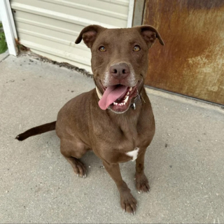 Illustration de l'article : Cette chienne au passé difficile cherche sa nouvelle famille depuis plus de 820 jours