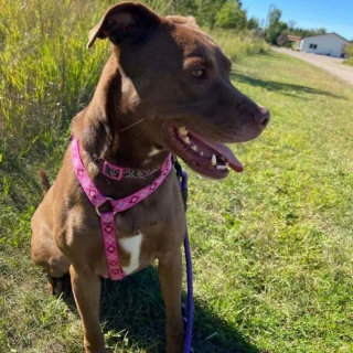 Illustration de l'article : Cette chienne au passé difficile cherche sa nouvelle famille depuis plus de 820 jours