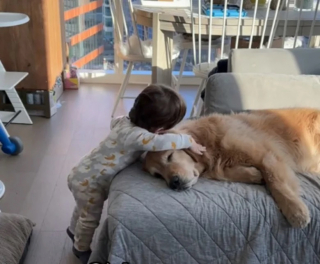 Illustration de l'article : Ce petit garçon habitué à vivre avec un Golden Retriever développe un comportement adorable (vidéo)