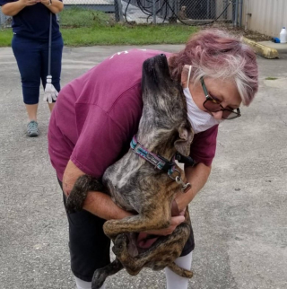 Illustration de l'article : Pour son anniversaire, une amoureuse des animaux lance une cagnotte afin d’aider un chien à remarcher