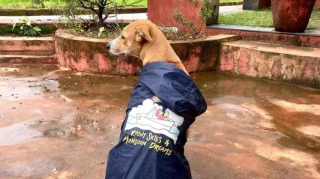 Illustration de l'article : Cet homme entreprend un voyage initiatique de plus de 13 000 kilomètres avec sa chienne et raconte ses découvertes (vidéo)