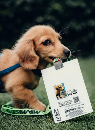 Illustration de l'article : Charles Leclerc, le célèbre pilote de Formule 1, est devenu papa d’un adorable Teckel (vidéo)