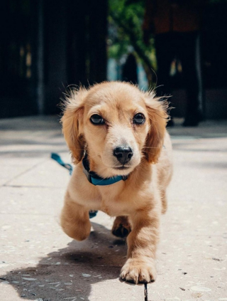 Illustration de l'article : Charles Leclerc, le célèbre pilote de Formule 1, est devenu papa d’un adorable Teckel (vidéo)