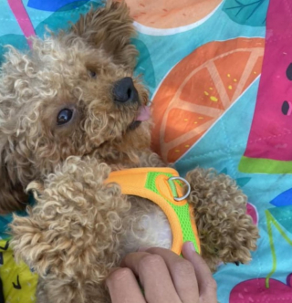 Illustration de l'article : Victime de négligence dans un élevage clandestin, cet adorable petit chien peut enfin espérer un avenir meilleur