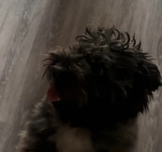 Illustration de l'article : Ce chien considéré comme désobéissant ne comprenait tout simplement pas la langue de sa propriétaire (vidéo)