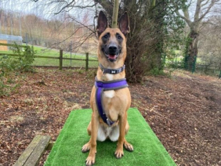 Illustration de l'article : Cette chienne pleine d’énergie inadaptée à la vie de famille trouve sa vocation en devenant l’assistante d’un humain