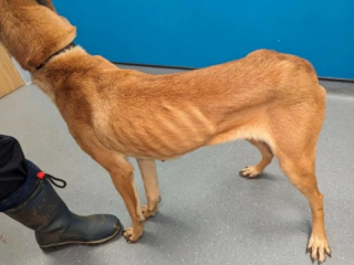 Illustration de l'article : Cette chienne pleine d’énergie inadaptée à la vie de famille trouve sa vocation en devenant l’assistante d’un humain