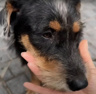 Illustration de l'article : Cette chienne enceinte abandonnée dans la rue est sauvée juste à temps par une famille (vidéo)