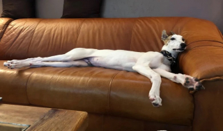 Illustration de l'article : Près de 200 lévriers anglais vont pouvoir se reposer après la fermeture d’un important cynodrome